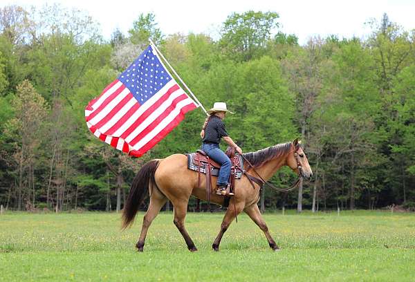 husband-safe-quarter-horse