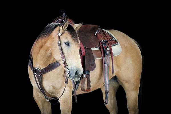 kid-safe-quarter-horse