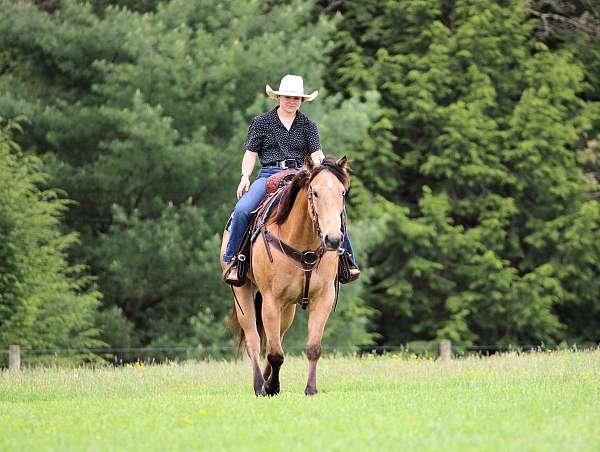 performance-quarter-horse