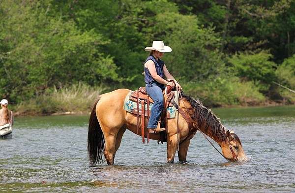 show-quarter-horse