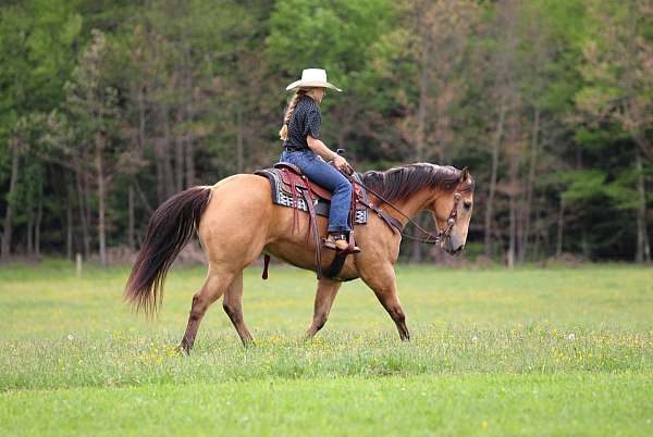 trail-quarter-horse