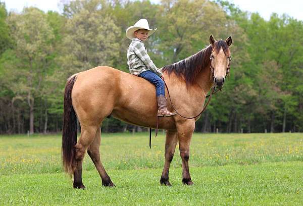 western-riding-quarter-horse