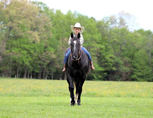 athletic-quarter-horse