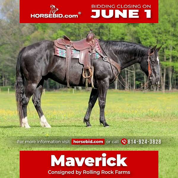 all-around-quarter-horse