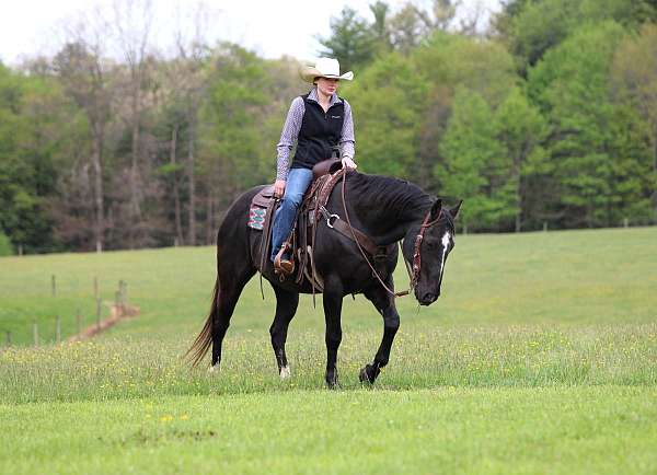 beginner-quarter-horse