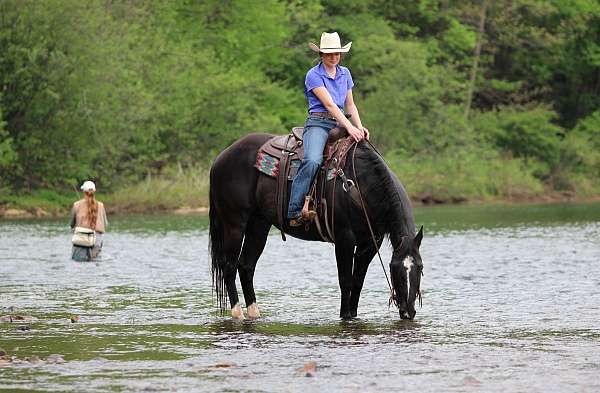 flashy-quarter-horse
