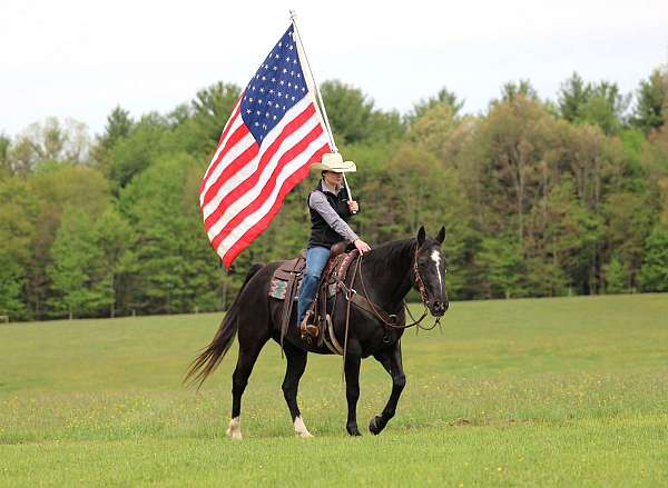 husband-safe-quarter-horse