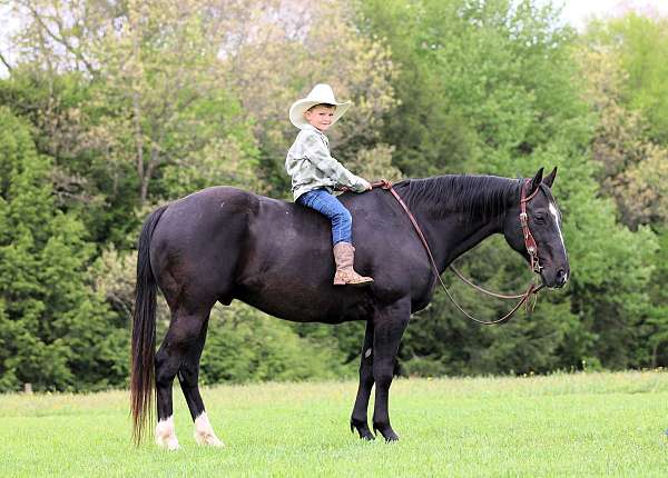 ranch-versatility-quarter-horse