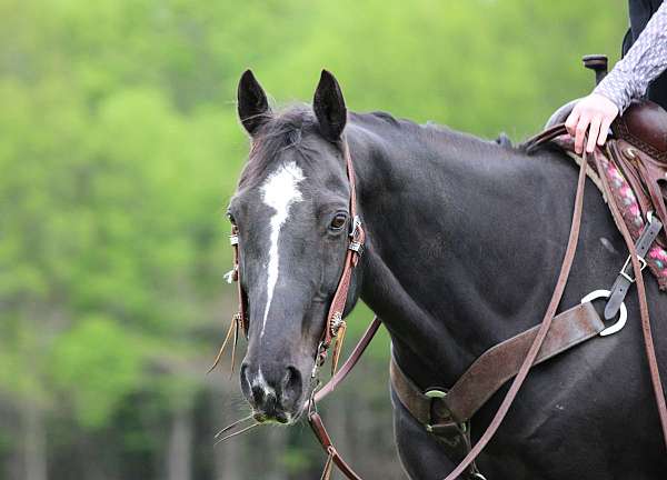 ranch-work-quarter-horse
