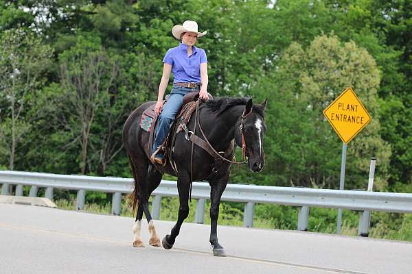 trail-quarter-horse