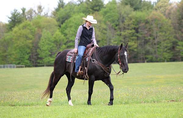 working-cattle-quarter-horse