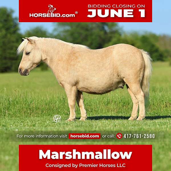 all-around-pony