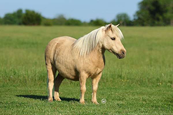 trail-riding-pony