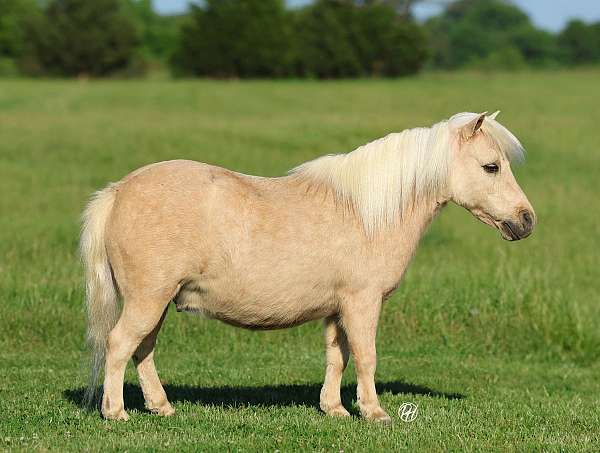 youth-pony