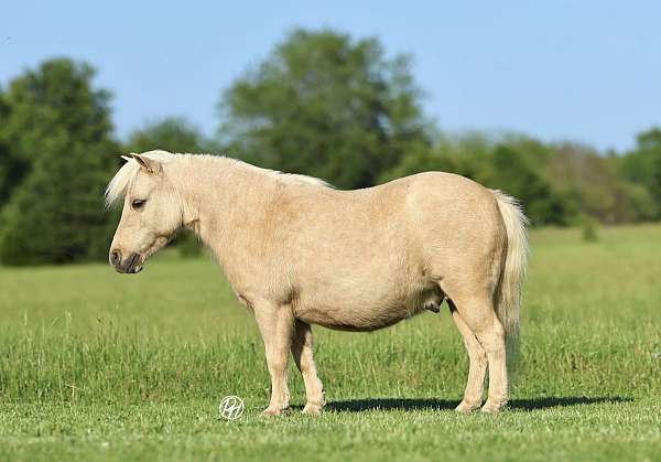 palomino-pony-gelding