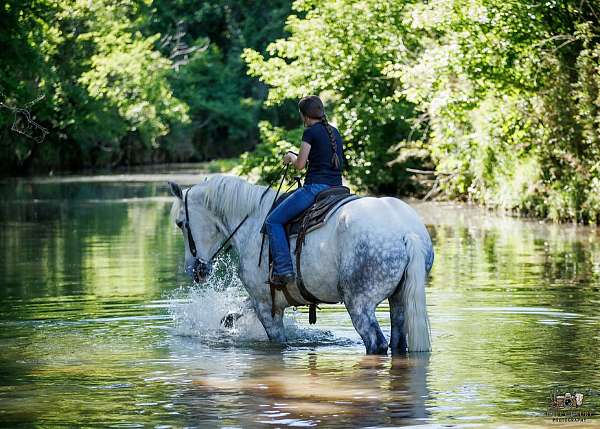 athletic-percheron-horse