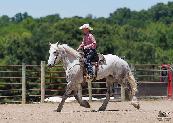 driving-percheron-horse