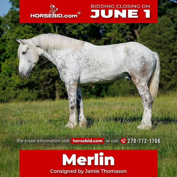 all-around-percheron-horse