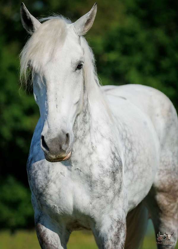 flashy-percheron-horse