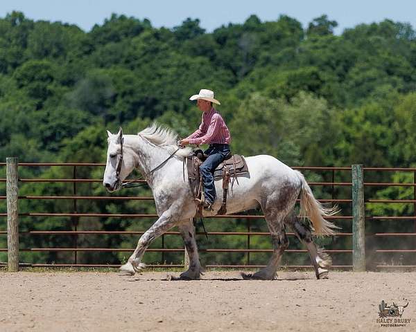 husband-safe-percheron-horse