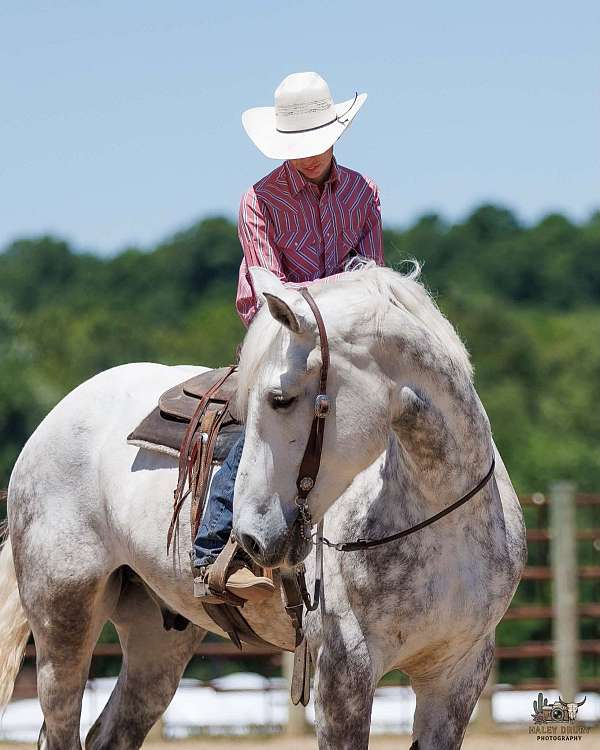 parade-percheron-horse
