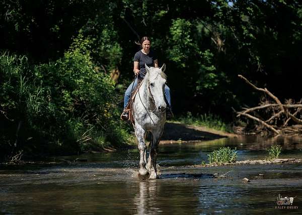 ranch-percheron-horse