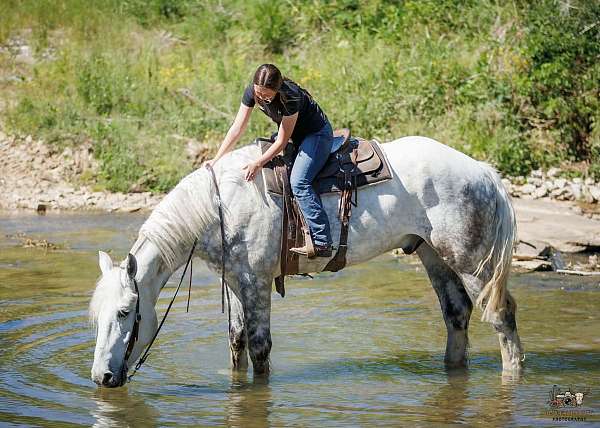 ranch-work-percheron-horse