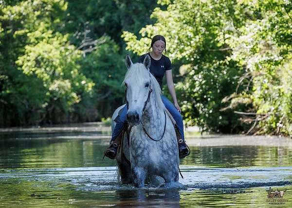 ridden-english-percheron-horse