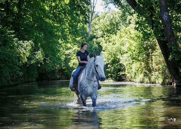 show-percheron-horse