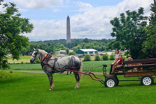 trail-percheron-horse
