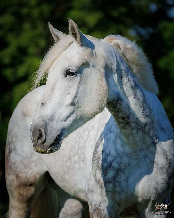 trail-riding-percheron-horse