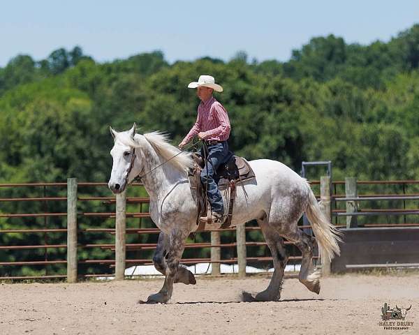working-cattle-percheron-horse