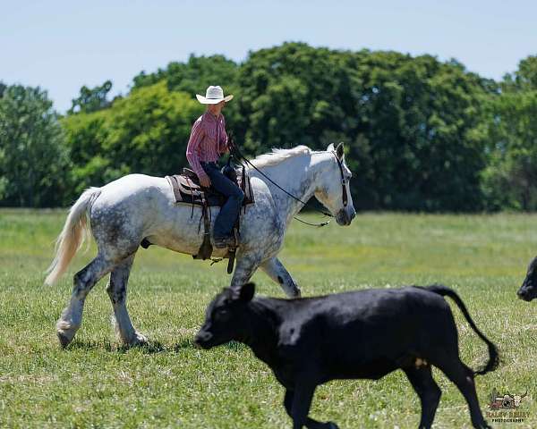 youth-percheron-horse
