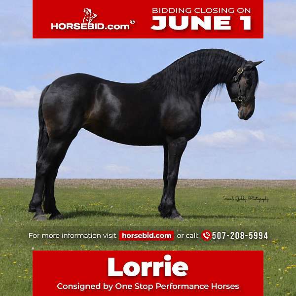 all-around-friesian-horse