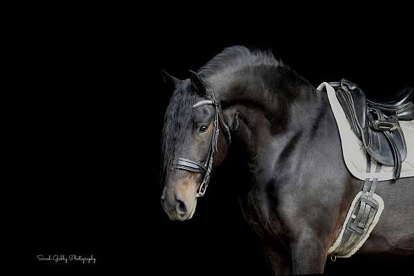 cross-friesian-horse