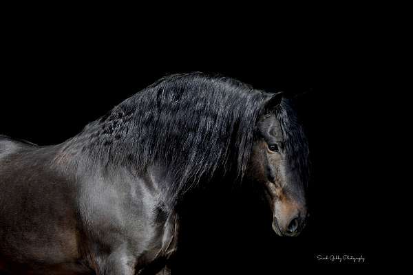 athletic-friesian-horse