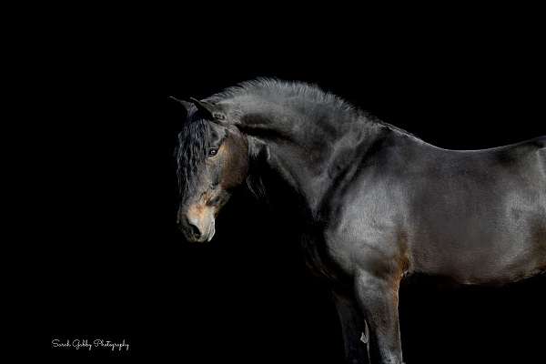 dressage-friesian-horse