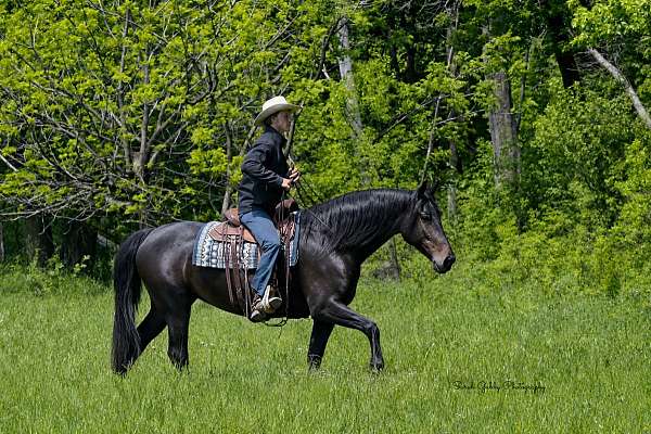 driving-friesian-horse