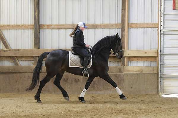 flashy-friesian-horse