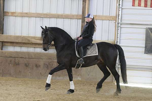 jumping-friesian-horse