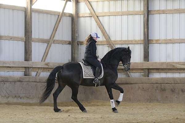 performance-friesian-horse