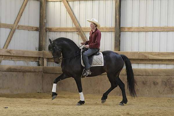 ridden-english-friesian-horse