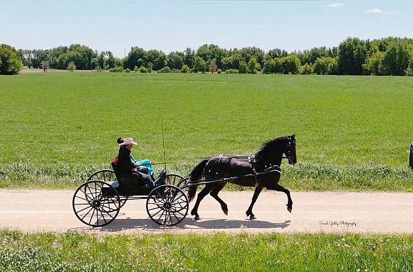 ridden-western-friesian-horse