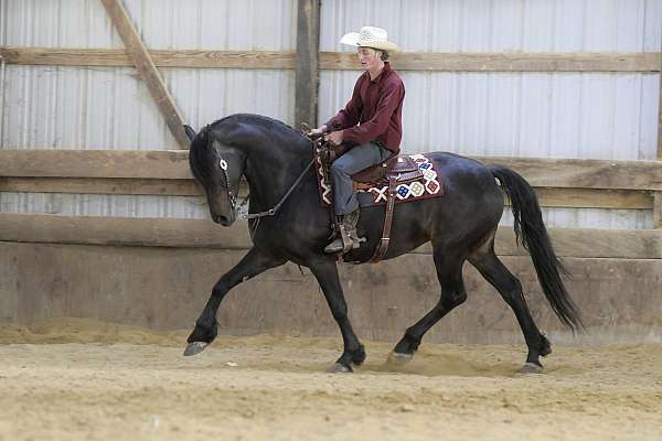 show-friesian-horse
