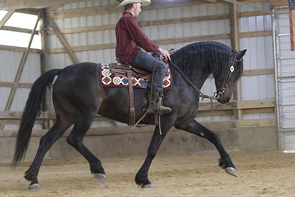 show-hack-friesian-horse