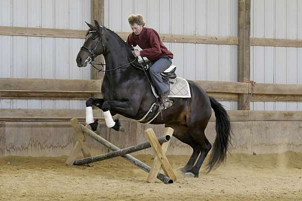 trail-friesian-horse