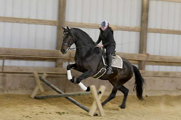 trail-riding-friesian-horse