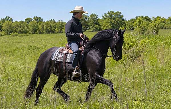youth-friesian-horse