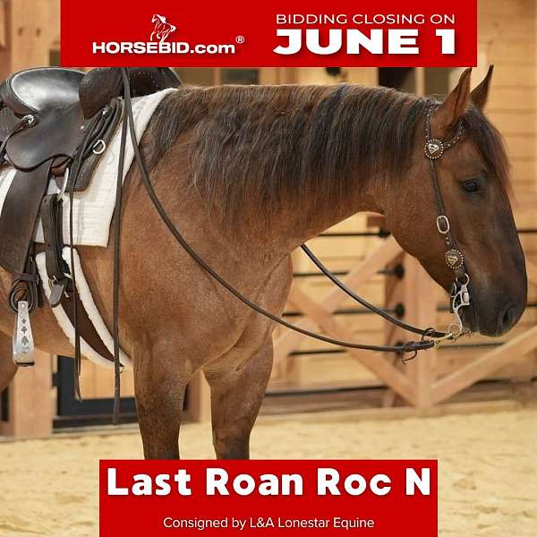 all-around-quarter-horse