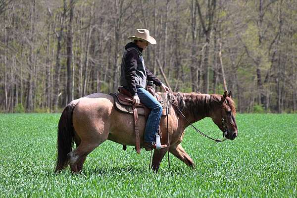 athletic-quarter-horse